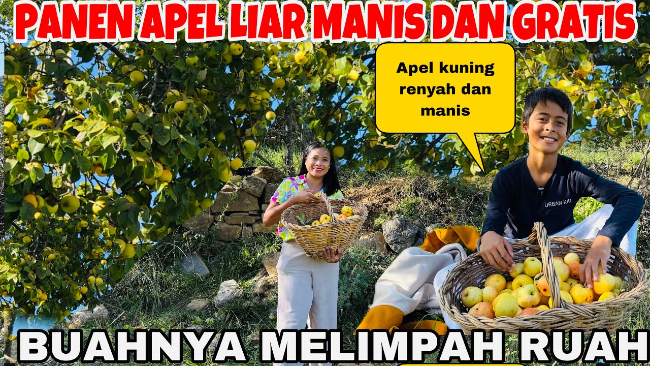 PANEN APEL KUNING LIAR RENYAH DAN MANIS BUAHNYA SAMPAI MELIMPAH RUAH !!