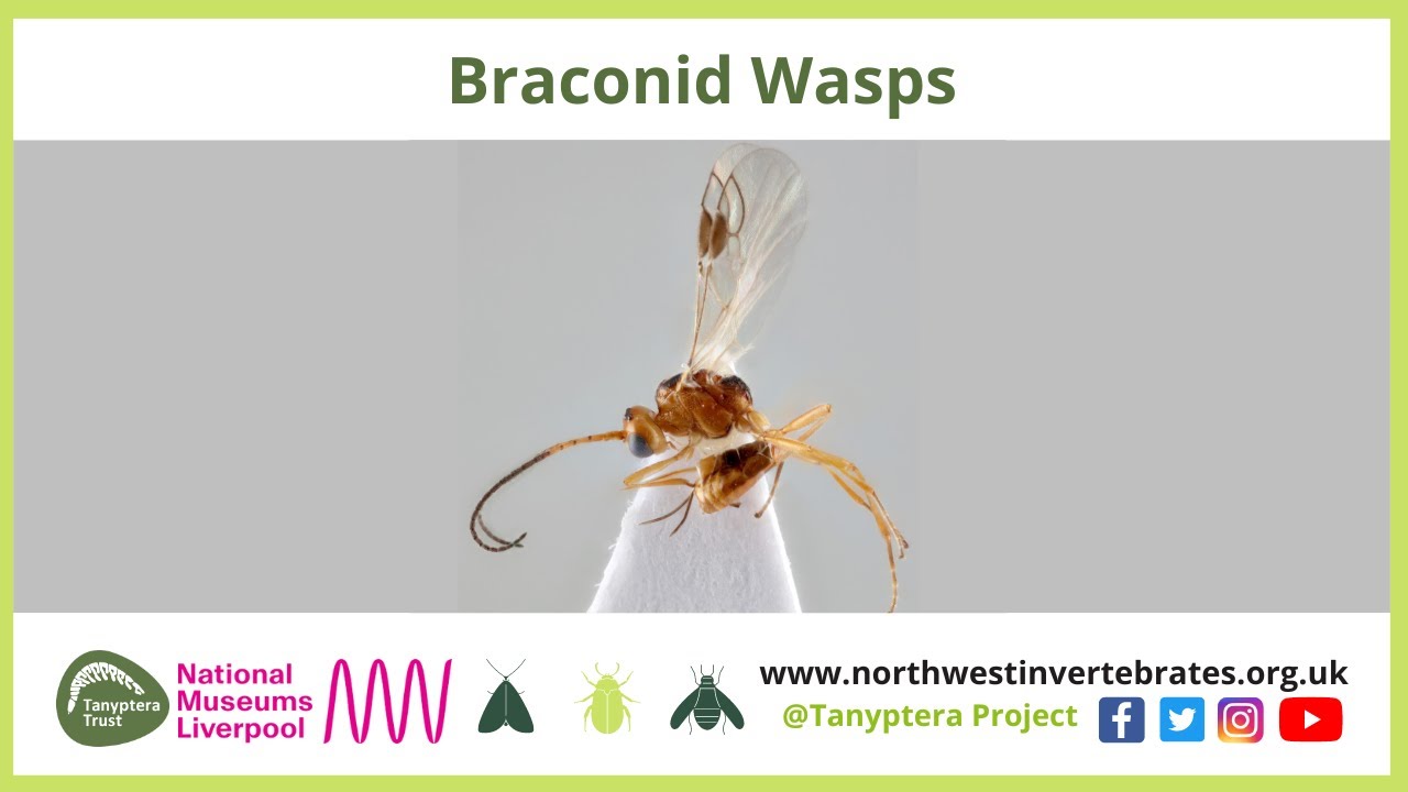 Braconid Wasps