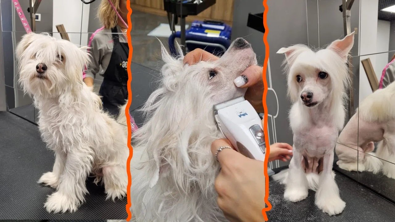 Miraculous Transformation of an  Chinese Crested Dog With Messy Hair!!!