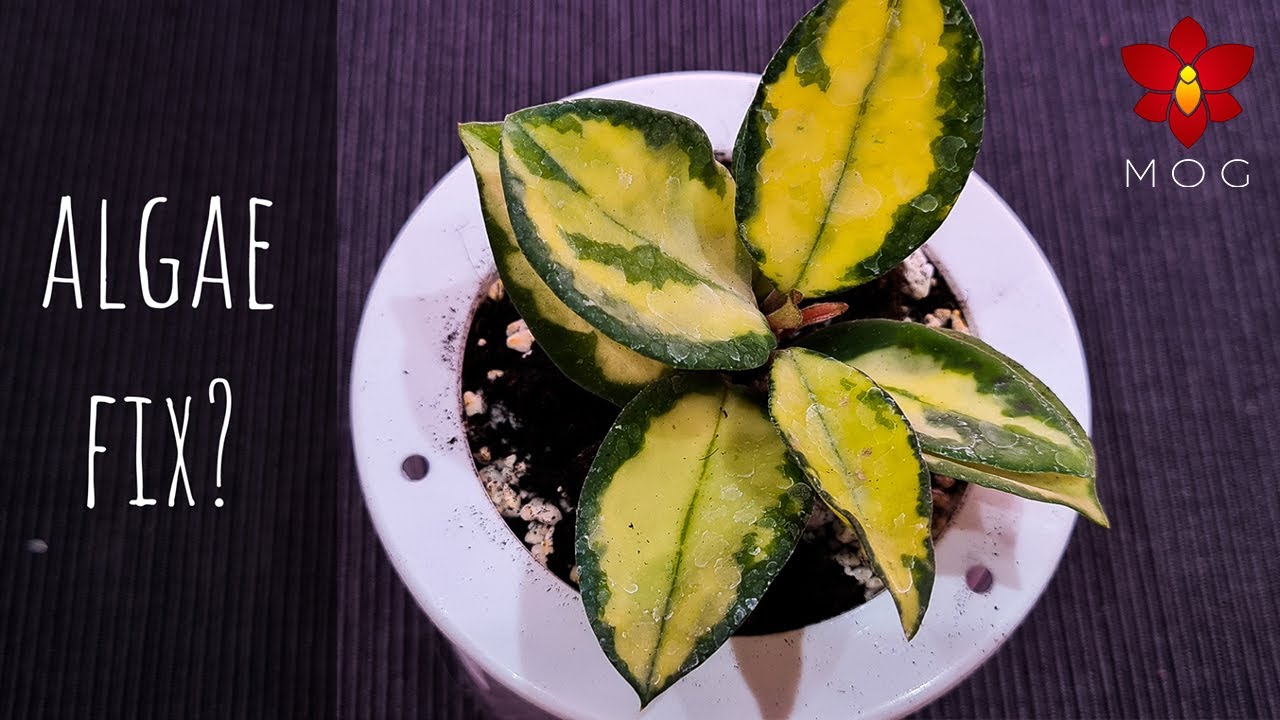 Hoya Plants Experiment - Hydrogen Peroxide against algae? 🤔