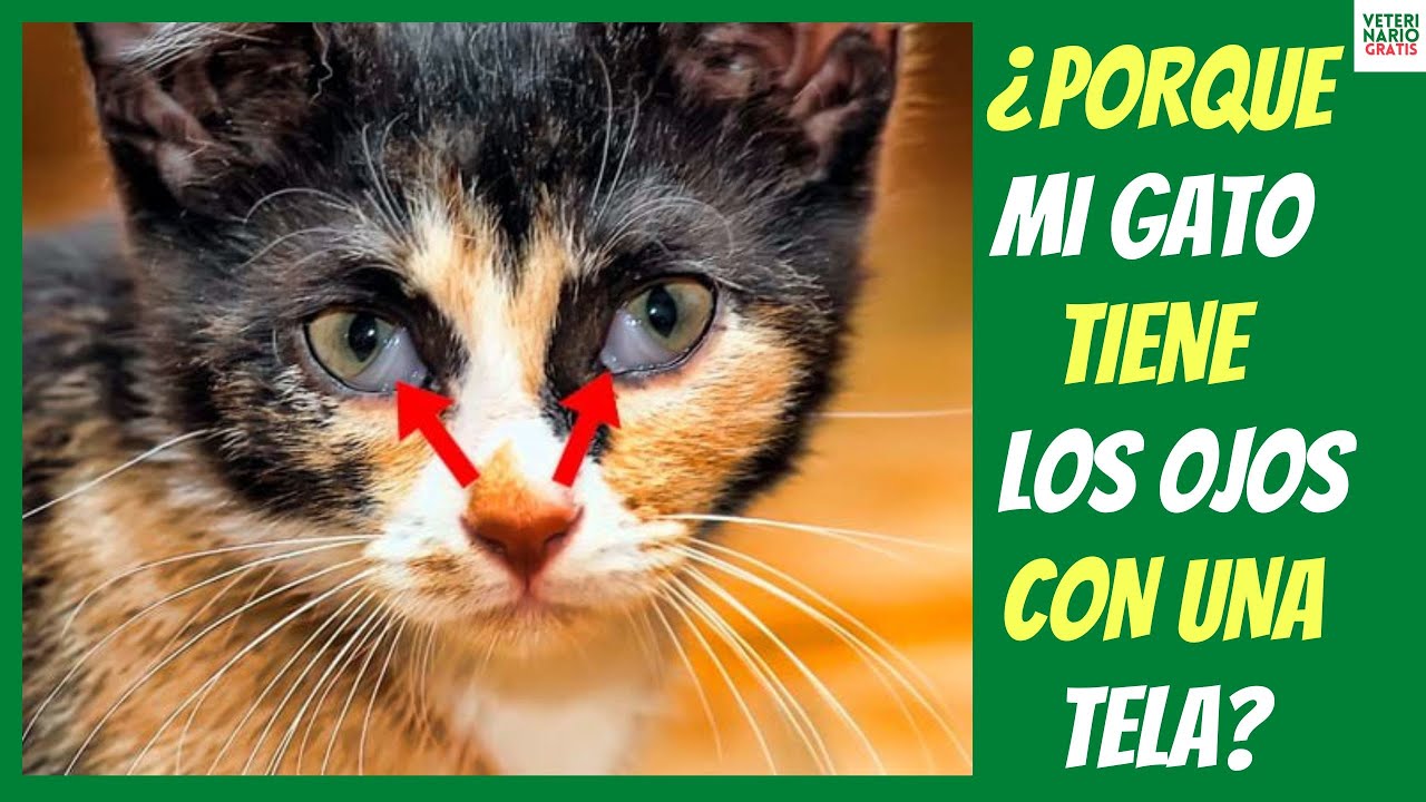 ¿PORQUE MI GATO TIENE LOS OJOS CON UNA TELA? ⚠️ TERCER PÁRPADO EN GATOS ⚠️  Causas, Tratamiento