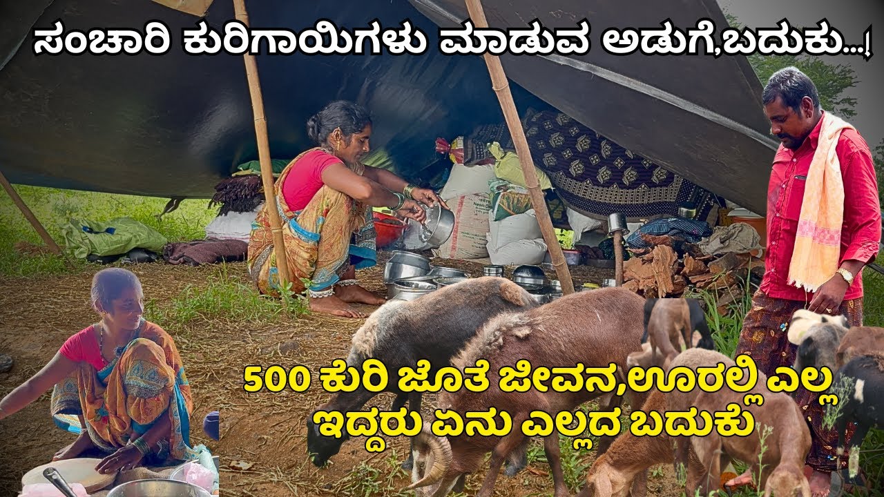 500 ಕುರಿ ಜೊತೆ ಜೀವನ,ಊರಲ್ಲಿ ಎಲ್ಲ ಇದ್ದರು ಏನು ಎಲ್ಲದ ಬದುಕು|Kuri Siddappa-Nomadic Shepherd|KRUSHI SANCHARI
