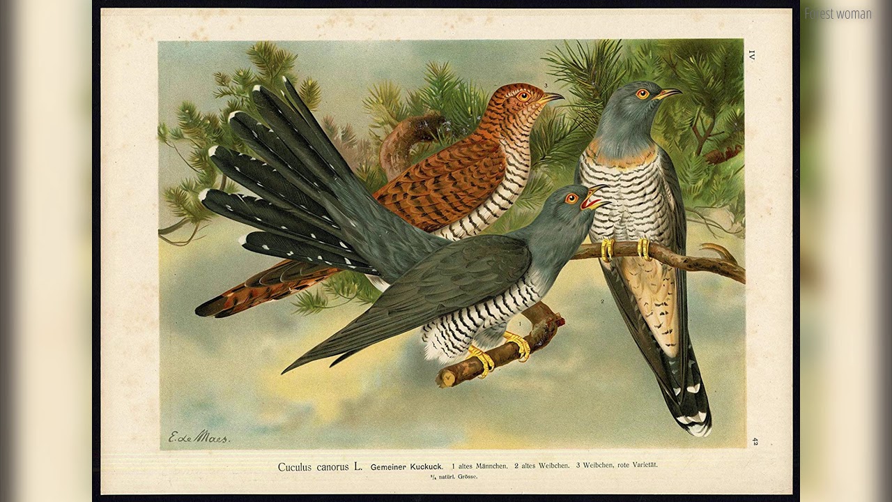 Kuckuck Vogel/Cookoo bird  - Kinderlied/CHILDREN