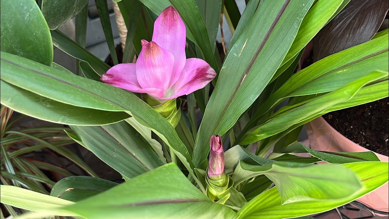 CURCUMA ZERDEÇAL BİTKİSİ BAKIMI HAKKINDA HERŞEY