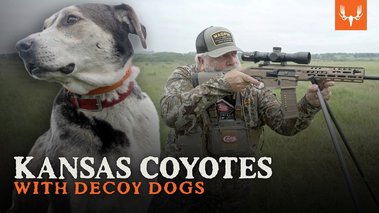 Coyote Hunting with Decoy Dogs | With Brent Reaves