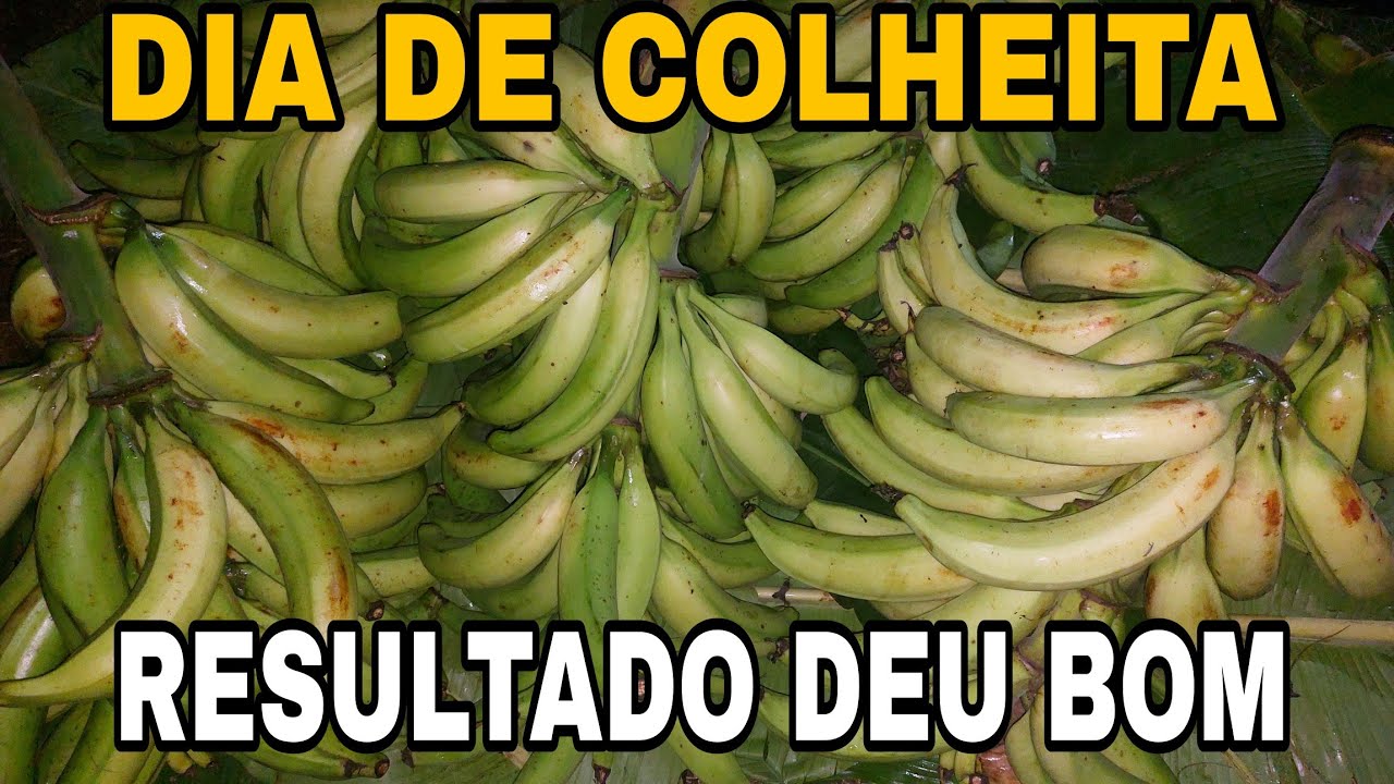 Colheita de banana brs terra anã,resultado top