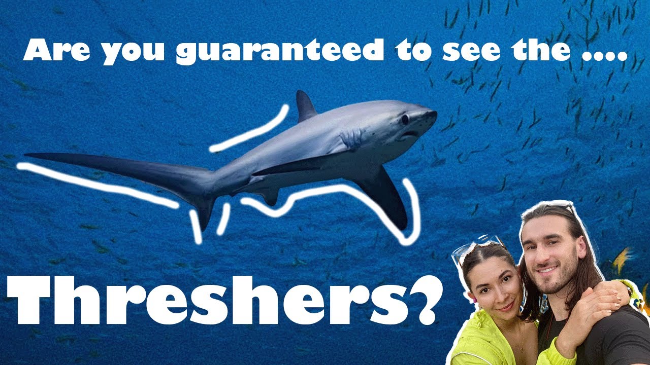 Malapascua Thresher Shark Diving | Best Experience in Cebu, Philippines?