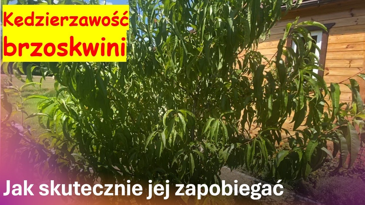 Skuteczny oprysk brzoskwini przeciw kędzierzawości brzoskwini👍. Ważny termin📆. Nie spóźnij się👌.