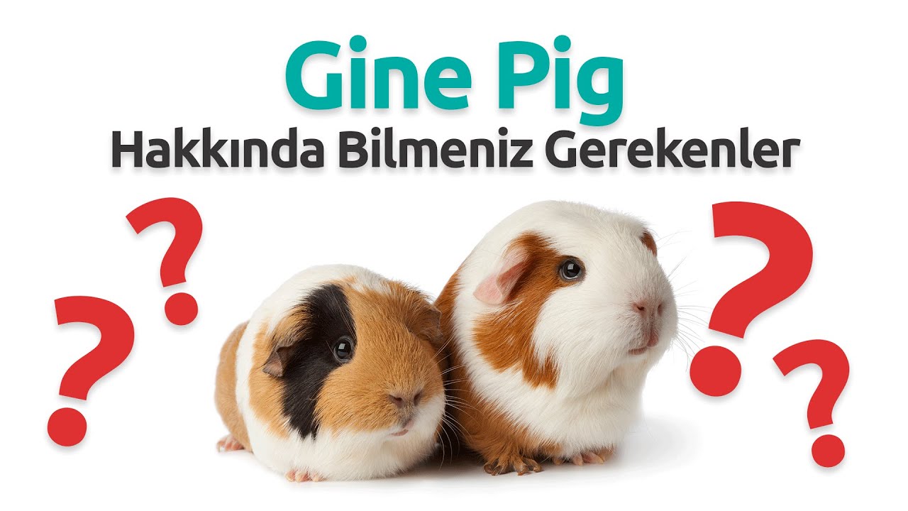 Gine Pig (Guinea Pig) Sahiplenmeden Önce Mutlaka Bilmeniz Gerekenler - Veteriner Hekim Sabri Şahin
