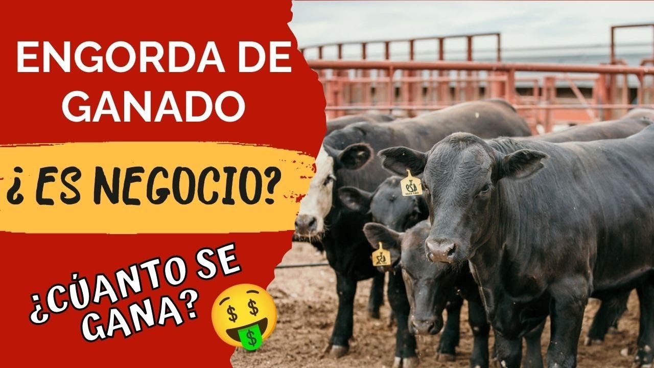 &iquest;ENGORDAR GANADO ES NEGOCIO? &iexcl;TE LO DIGO TODO!