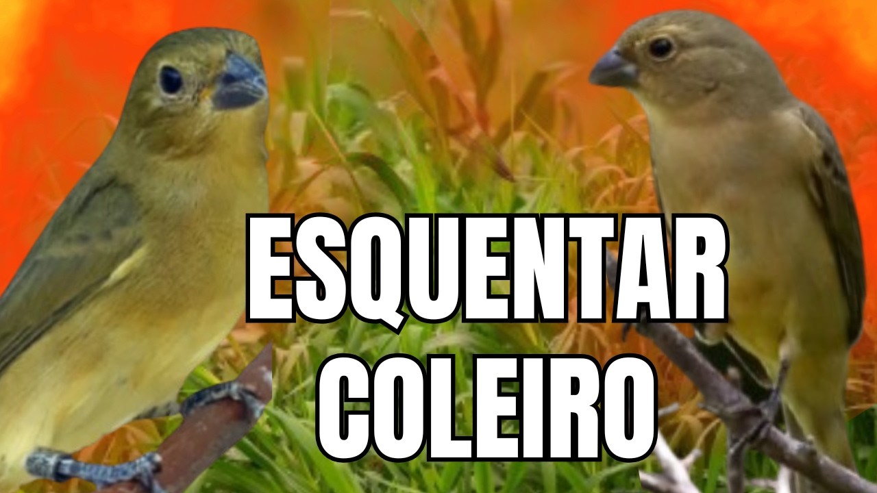 fêmea de coleiro chamando Muito Para Esquentar coleiro frio