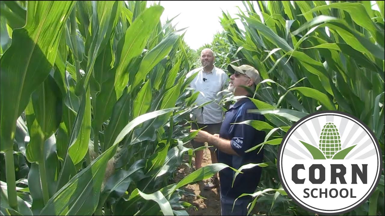 Corn School: Fine-tuning fungicide targets and timing