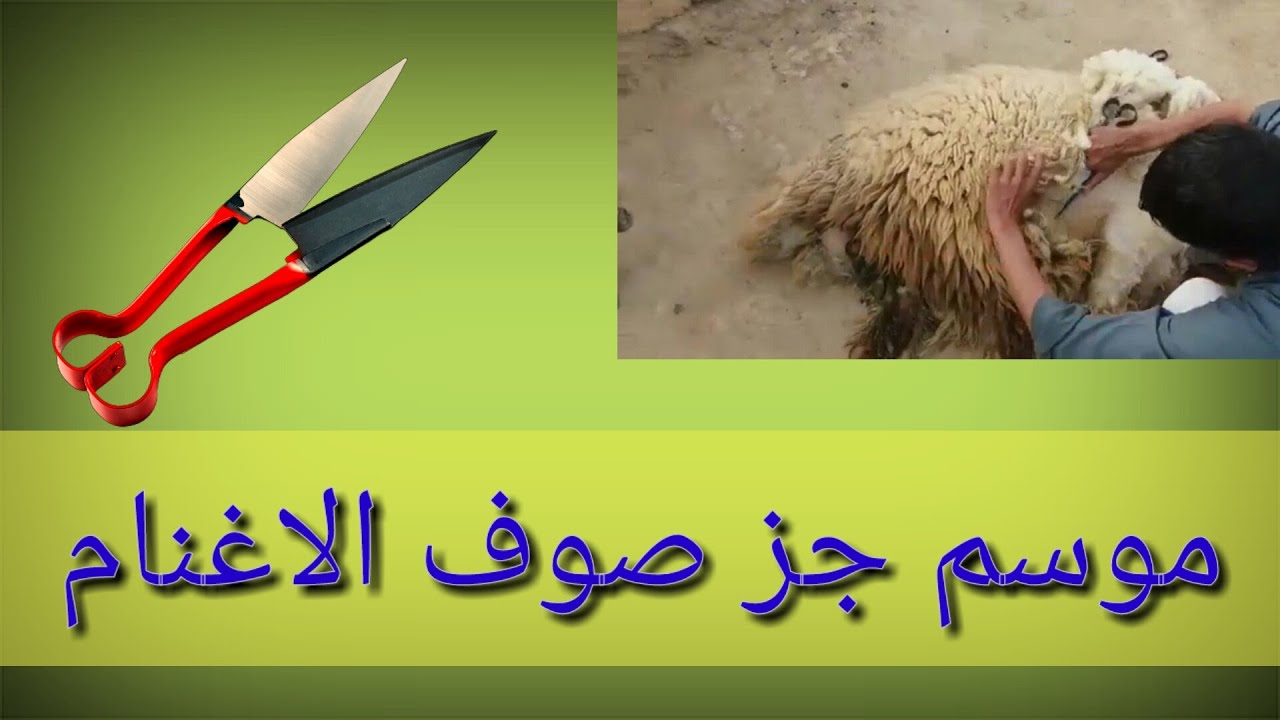 جز صوف الاغنام بالشكل الصحيح بداية موسم الصيف