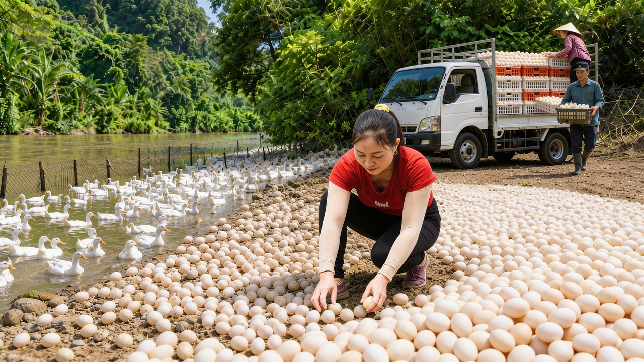 TIMELAPSE -- Huge Duck Egg Harvest by the Stream! Collecting Hundreds of Fresh Eggs for Market Sale