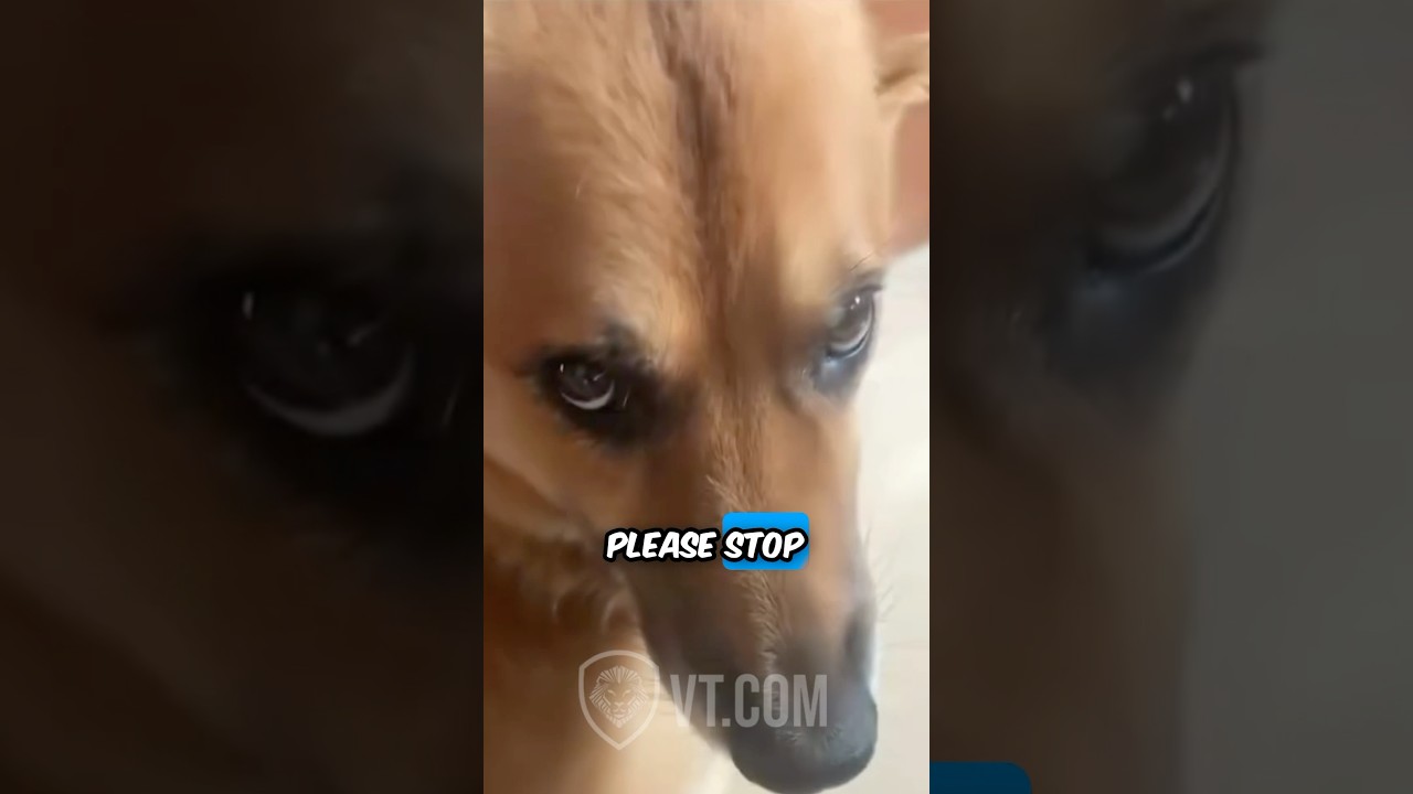 Dog Swallows Toy and Now Music&rsquo;s Coming From His Stomach 😂