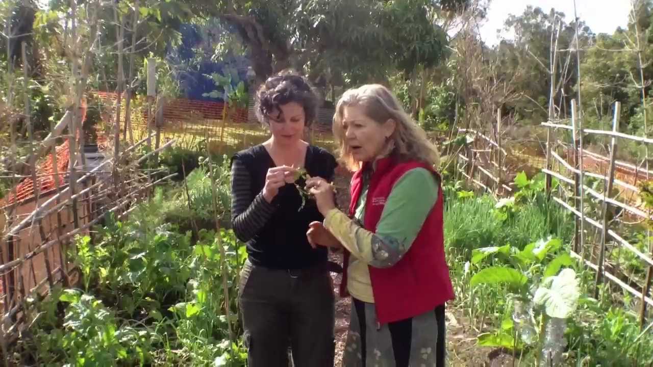 Self-Seeding Vegetable Garden Tour at SeedSavers Network