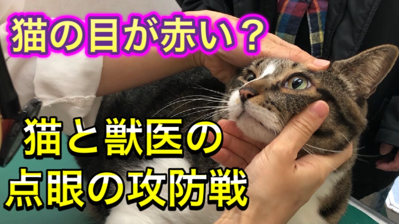 【猫の結膜炎の原因と治療】絶対に目薬を差させたくない猫と絶対に目薬を差したい獣医師