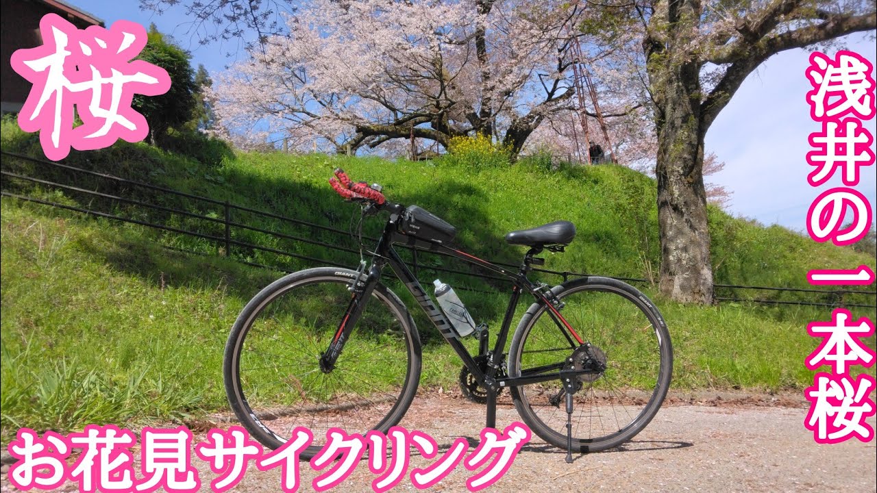 【クロスバイク】浅井の一本桜。【エスケープRX3/サイクリング】