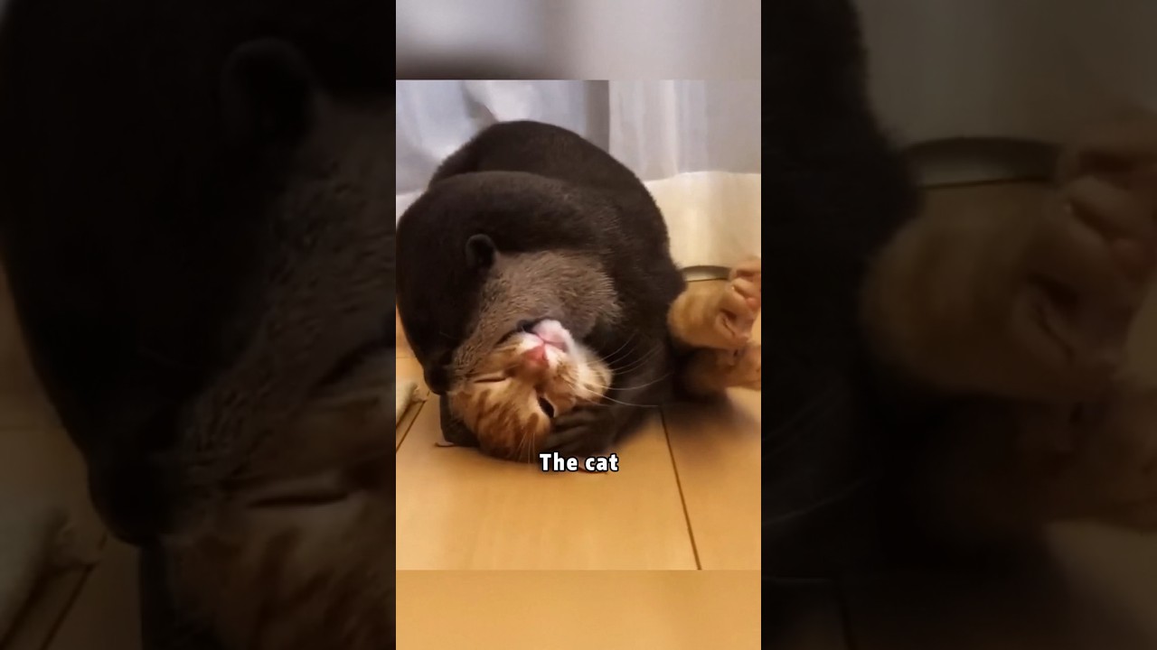 Otter and cat love #animals #love #cat #otter