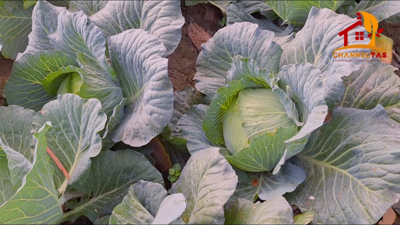 দুই বিঘা জমিতে এটম কুইন হাইব্রিড বাঁধাকপি চাষে এক লাখ বিশ হাজার টাকা লাভ! 💰🌱খরচ মাত্র ৪০ হাজার টাকা।