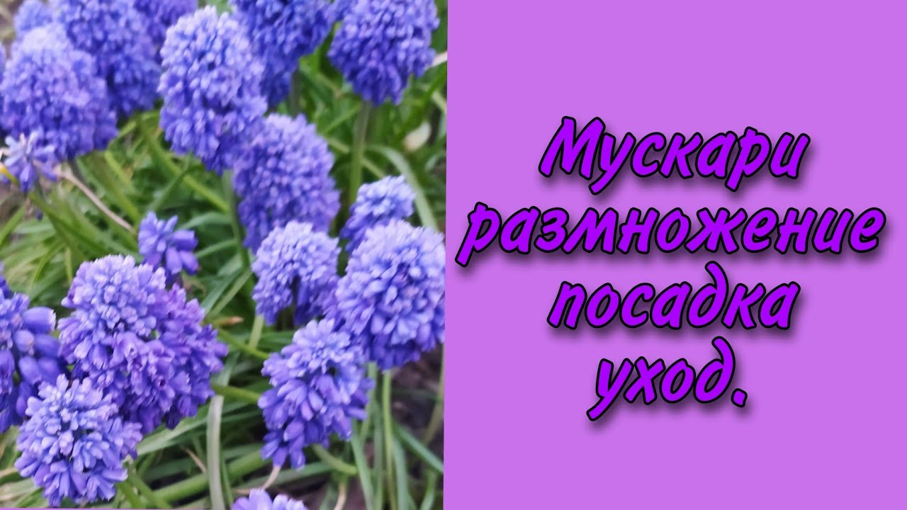 Мускари размножение посадка уход .