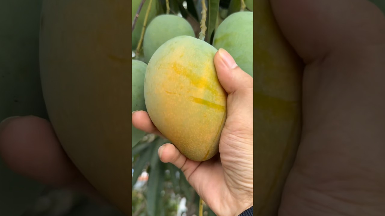 🥭 How To Cut Tasty Ripe Mango On My Farm 🥭ASMR | Fresh Fruit Cutting In My Farm #fruits #nature