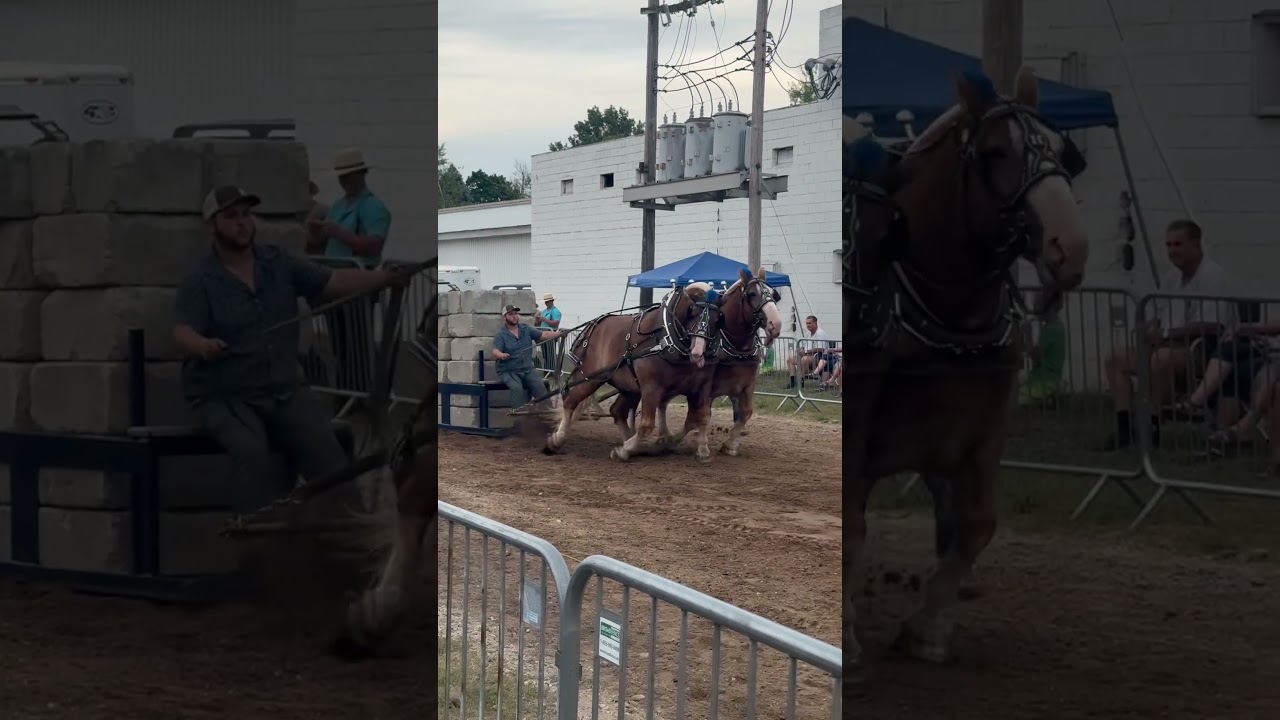 Failed attempt at 13250 lbs  Bear Lake Days horsepower horse pulls