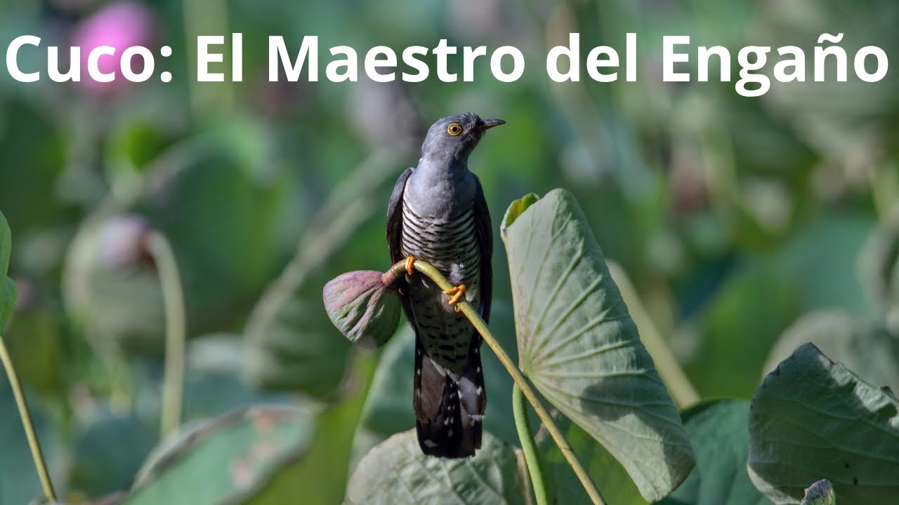 El cuco,un p&aacute;jaro parasitario