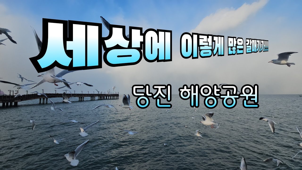  당진 삽교천해양공원 🕊🕊🕊 갈매기 구경오세요 겨울바다 힐링타임 #시골일상tv 