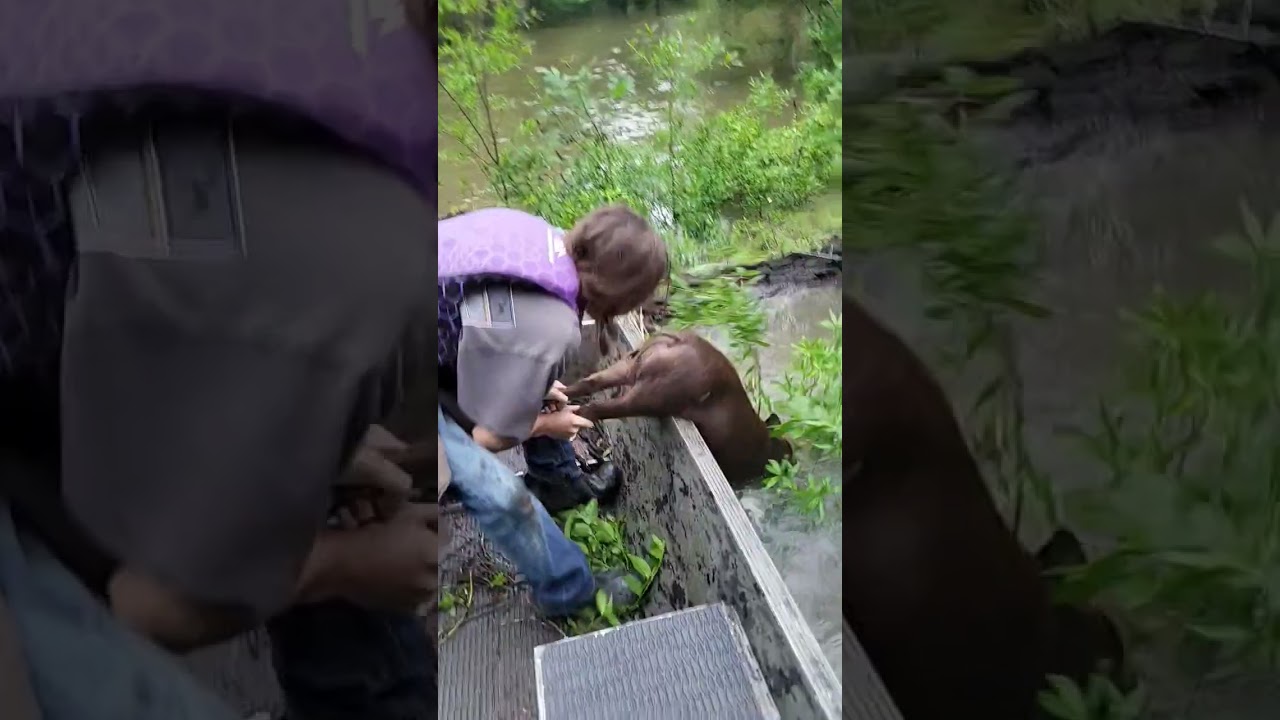 Catching Hogs