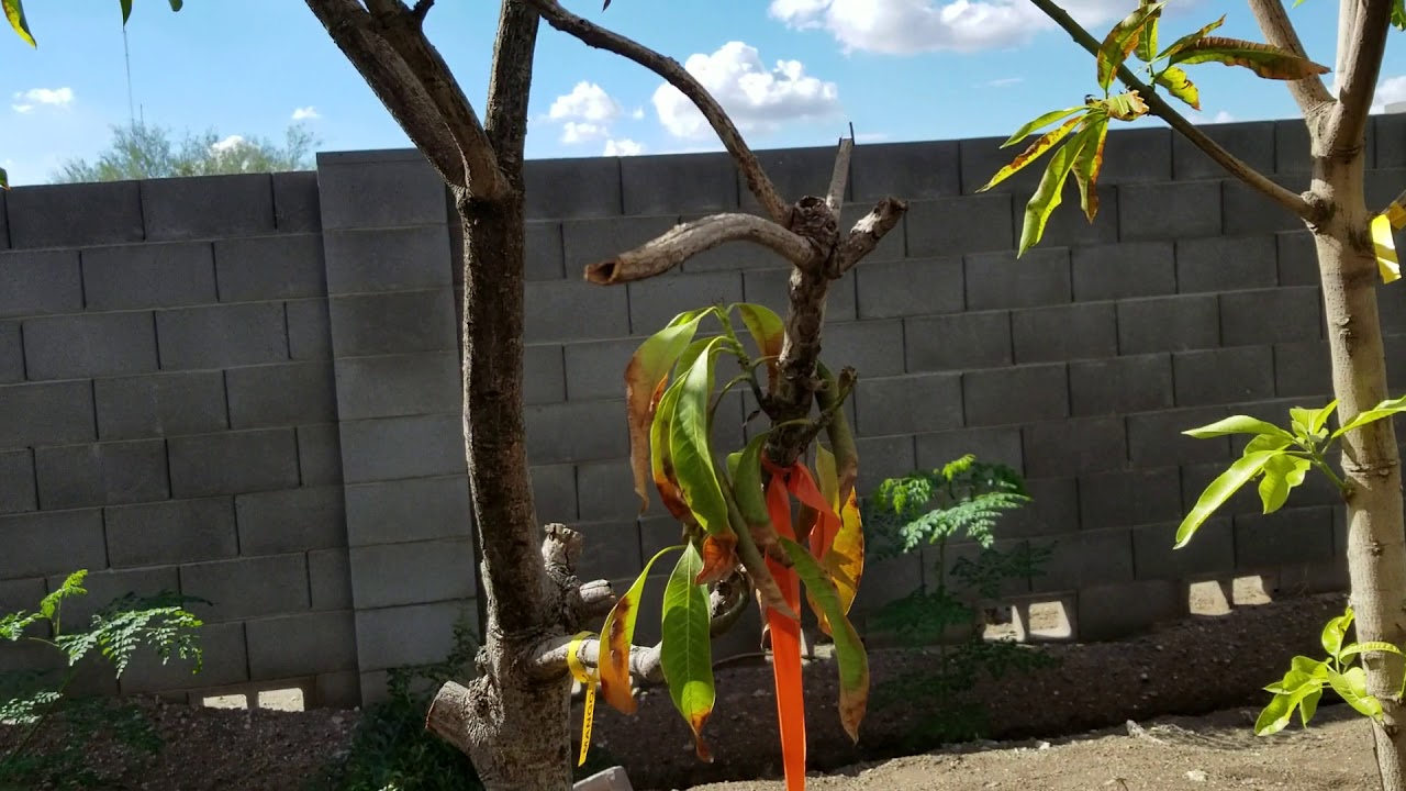 Why you should not use native soil in container growing