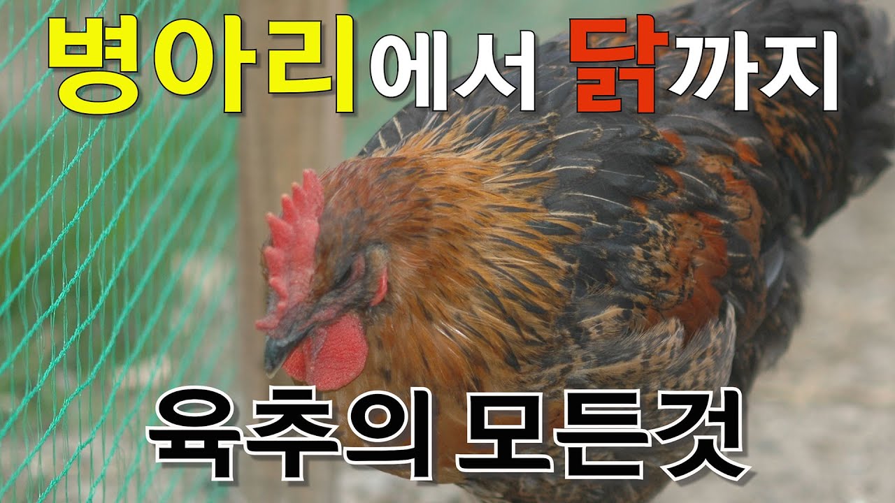 병아리에서닭까지 육추의모든것
