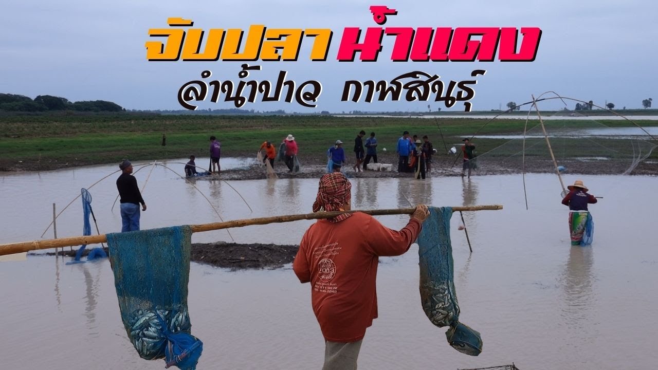 ปลาน้ำแดงมาแล้ว ยกยอ หว่านแห น้ำแดงแรกของปีที่เขื่อนลำปาว