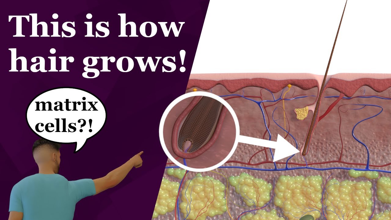 Hair cycle | How hair grows