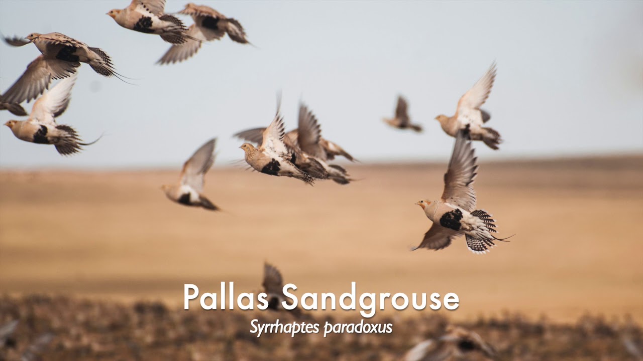 Bird Specialties of Mongolian Gobi Desert