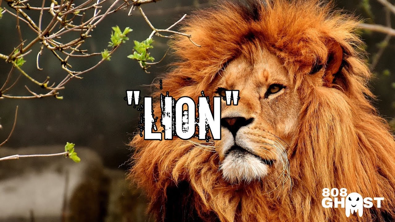 Dark Mbalax Drill Type Beat 'LION' | Afro drill instrumental 2024