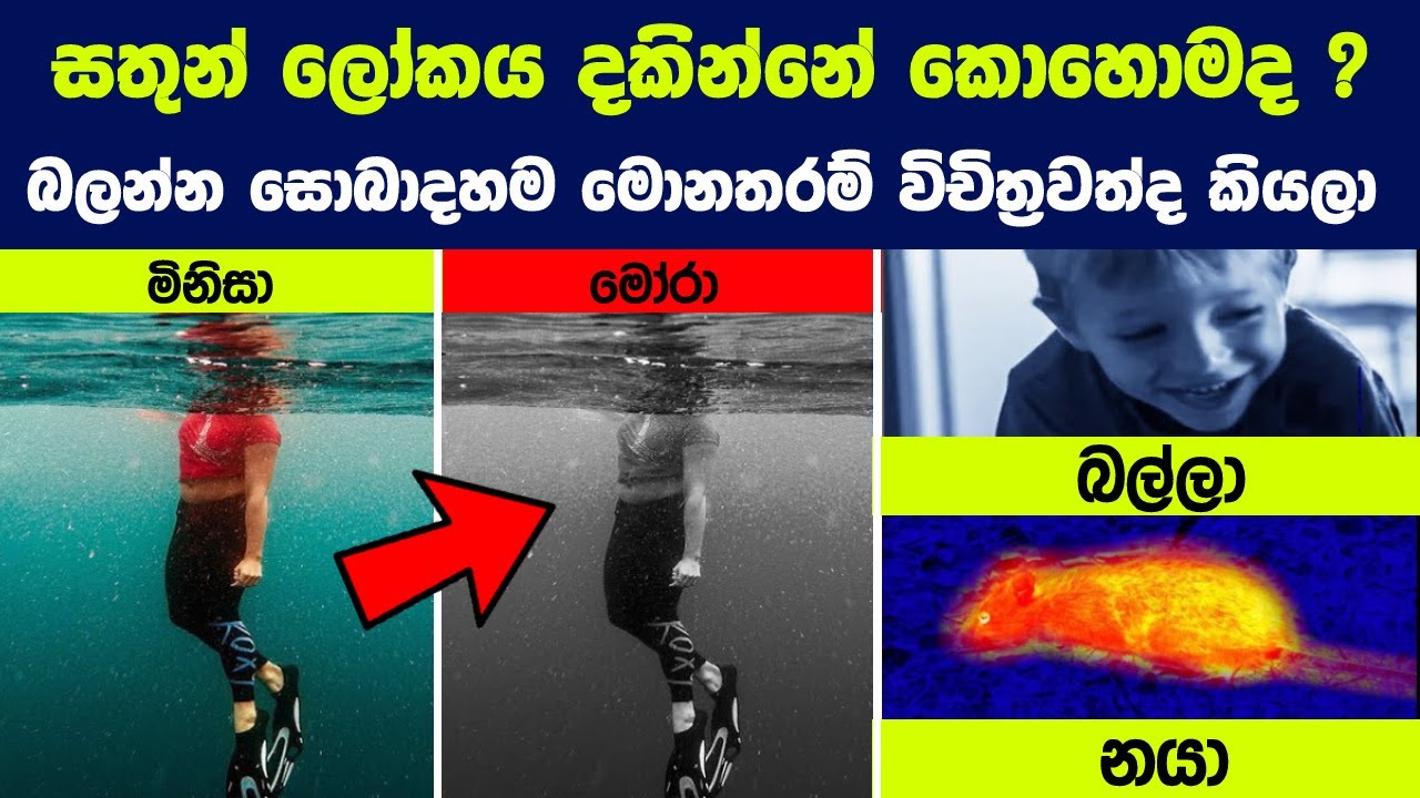සතුන් ලෝකය දකින්නේ කොහොමද? | How Animals See the World
