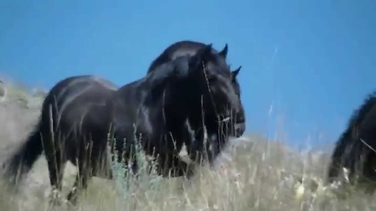 Wild Horse Island Wildlife | Flathead Lake | Wild Horses