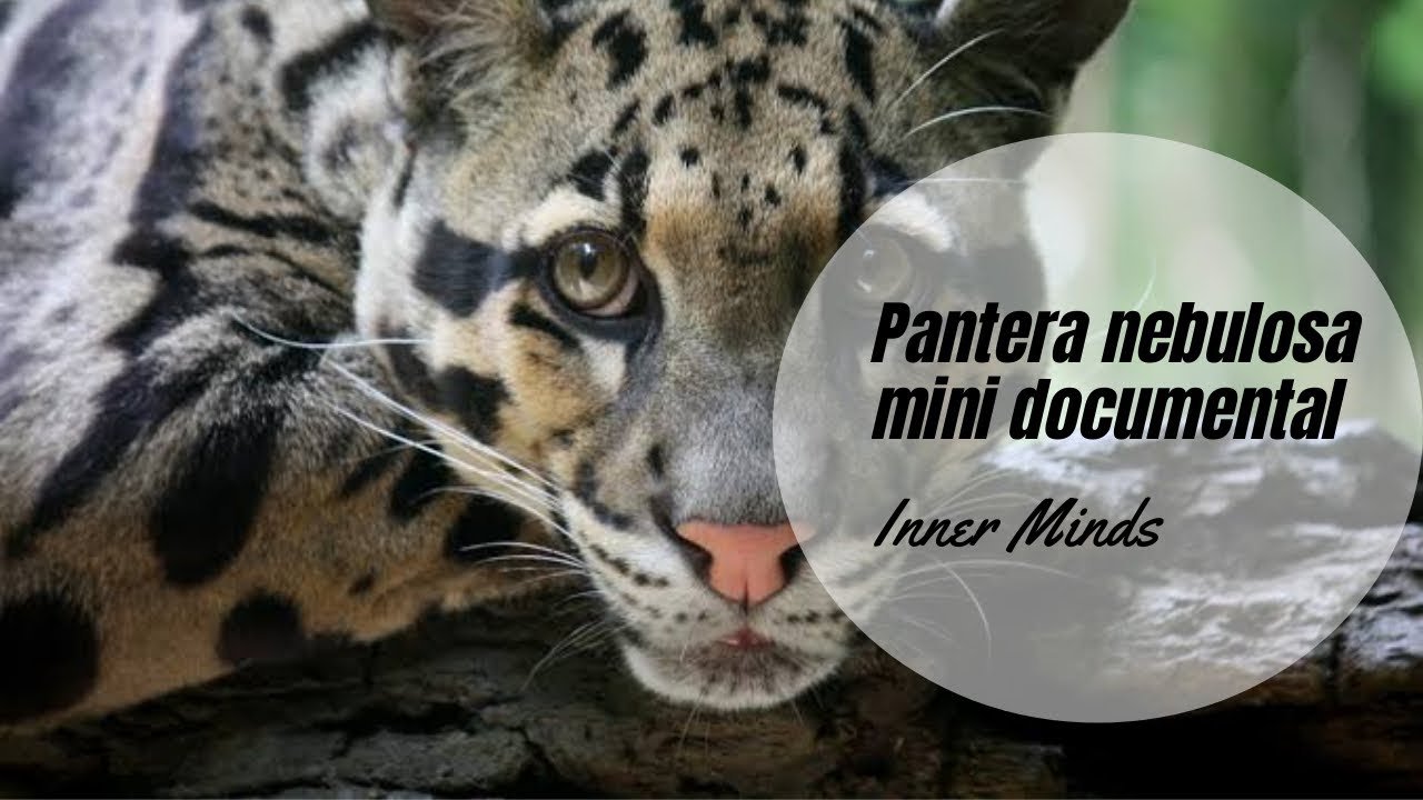 Pantera nebulosa mini documental