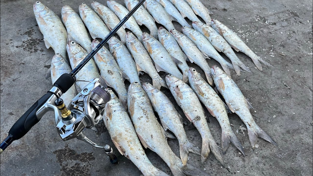 กุเลาเดือดที่บางเสร่ #นักตกภูธร #ตกปลาชายฝั่ง #fishing #บางเสร่