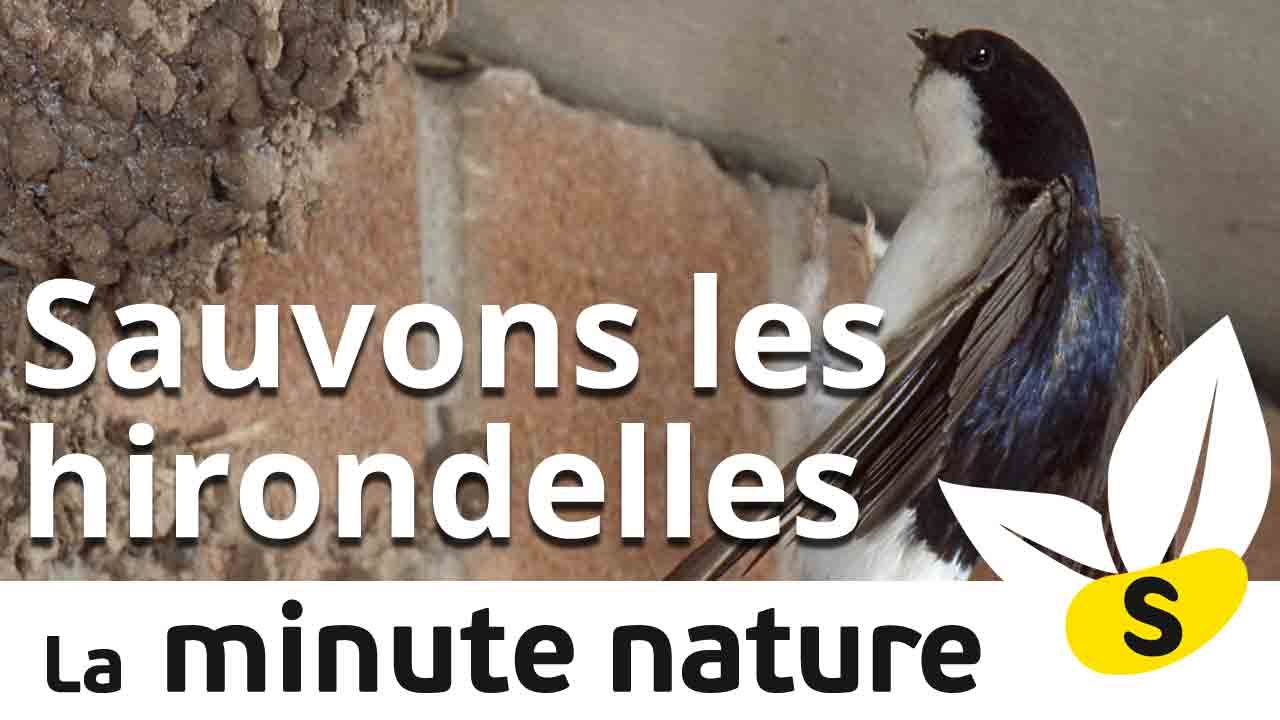 Ep. 13. : AIDONS LES HIRONDELLES