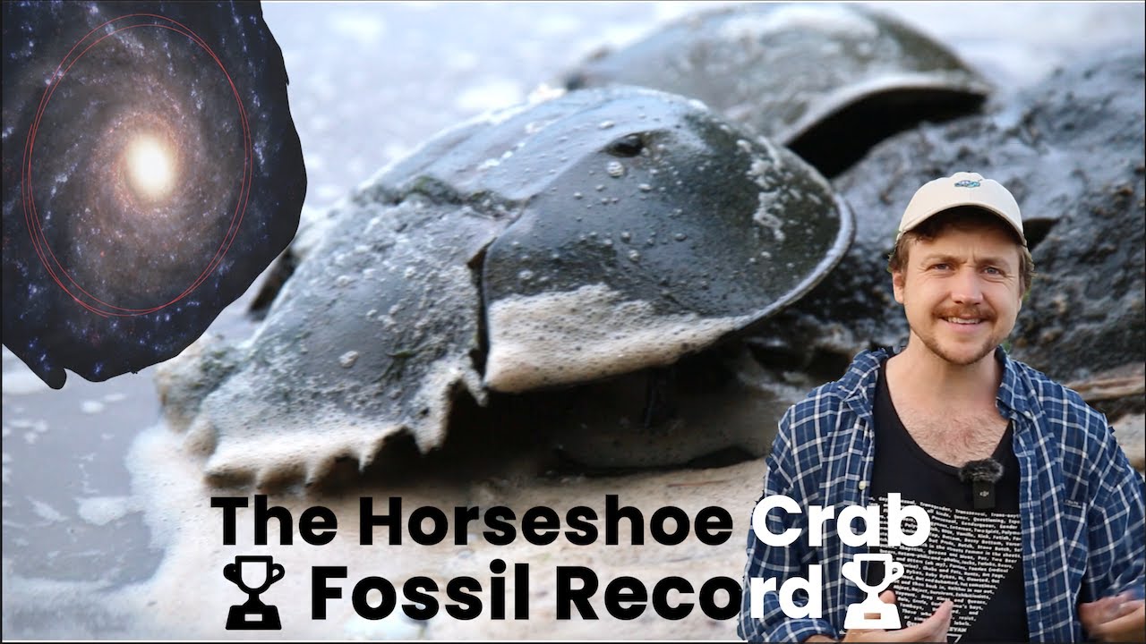 🏆 Horseshoe Crab Fossil Record 🏆 - GALACTIC SPECIES!?