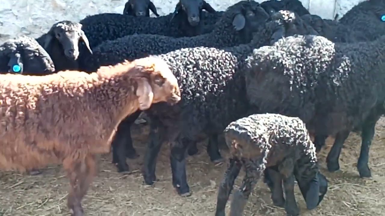 Гиссарские, Эдильбаевские овцы 09.04.23г.(молодёжь 2023г.)