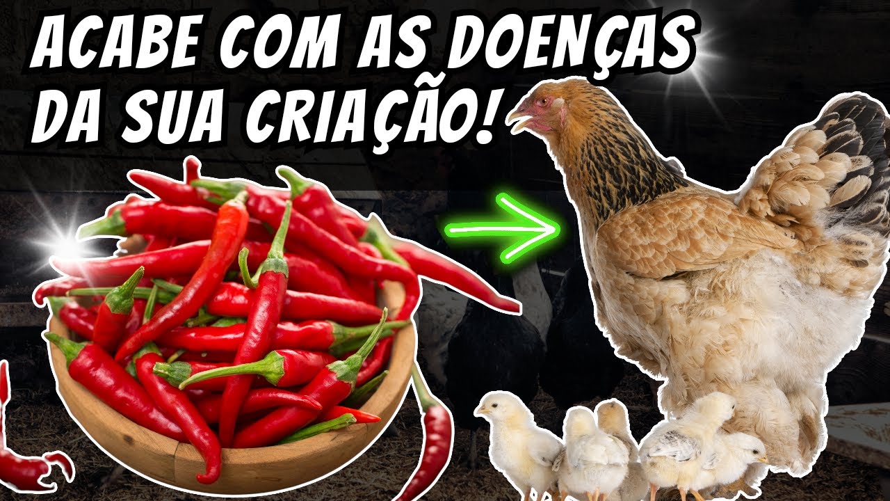 ACABA COM A CORIZA, COCCIDIOSE,  GOGO E OUTRAS DOENÇAS (REMÉDIO NATURAL)