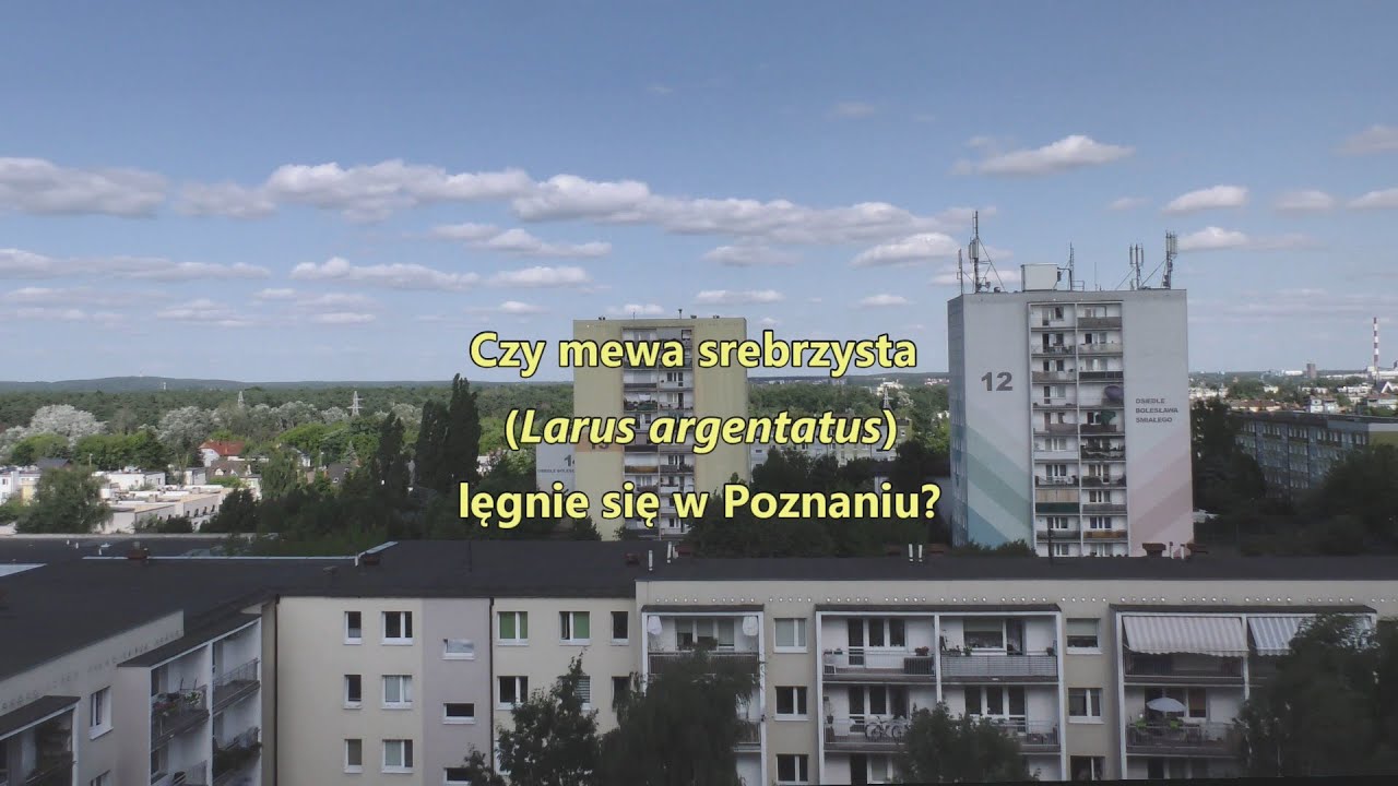 Czy mewa srebrzysta Larus argentatus lęgnie się w Poznaniu?