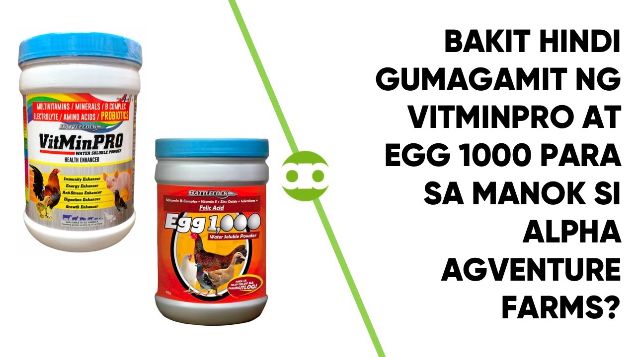 Bakit Hindi Gumagamit ng VitMinPro at Egg 1000 Para sa Manok si Alpha Agventure Farms?