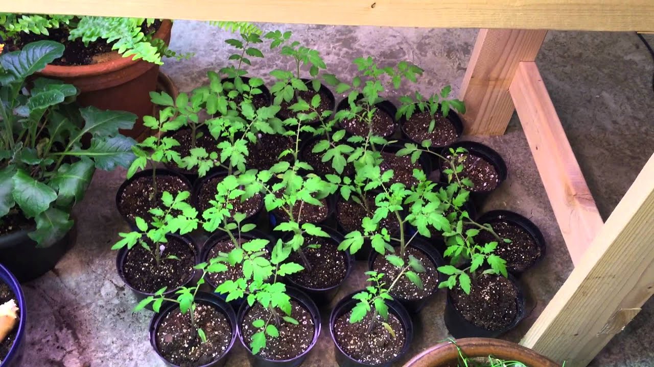 Hydroponics update