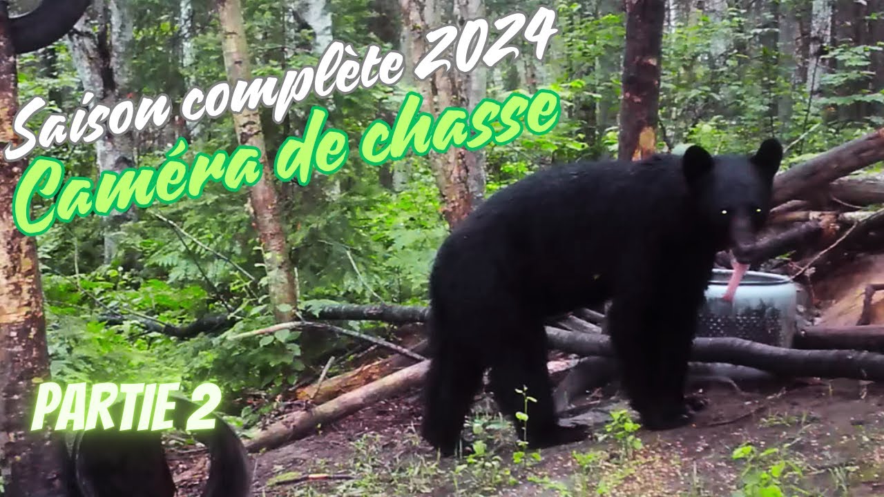 Observation des Ours à l'Appât (2024): Préparation pour la Chasse à l'Arc - Partie 2