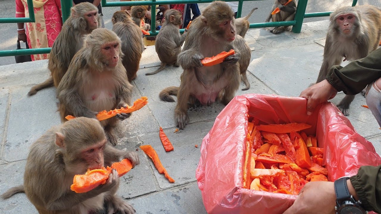 25 kg papaya and 12 kg yardlong bean feeding for monkeys and 2 bucket mix rice for street dog