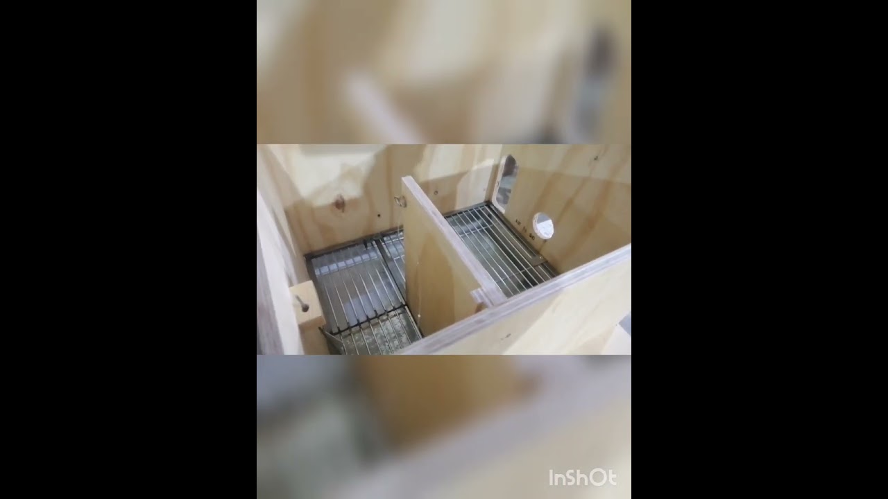 Seguimos en pie con el sorteo! #cajonautomatico #palomoderobo #palomodeconquista #palomoladron